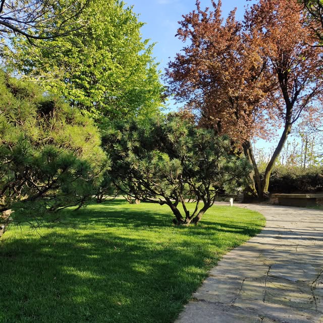 Cura di albero da frutto con potatura professionale